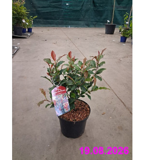 Photinia fraseri 'Corallina'® C 2,5 L